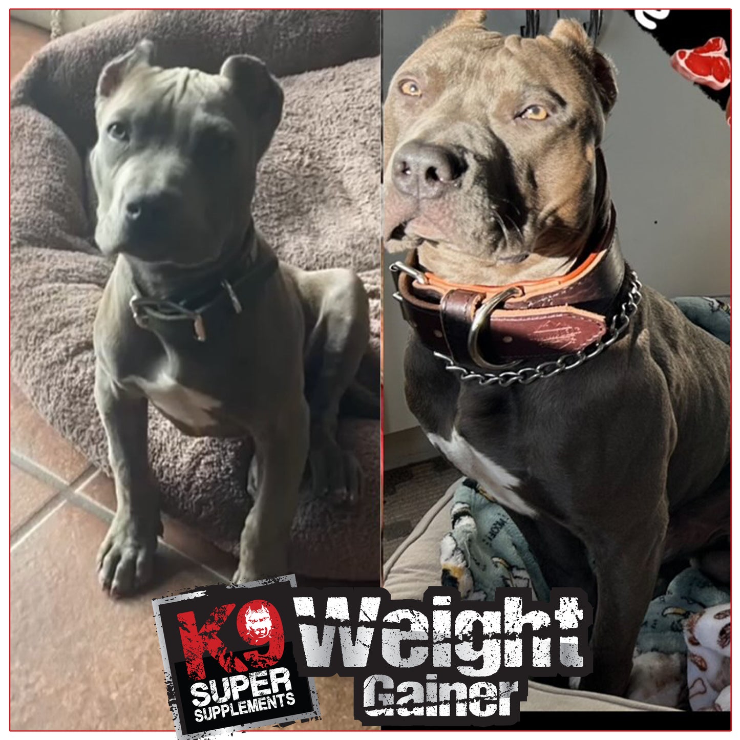 K9 Weight Gainer - 45 Servings
